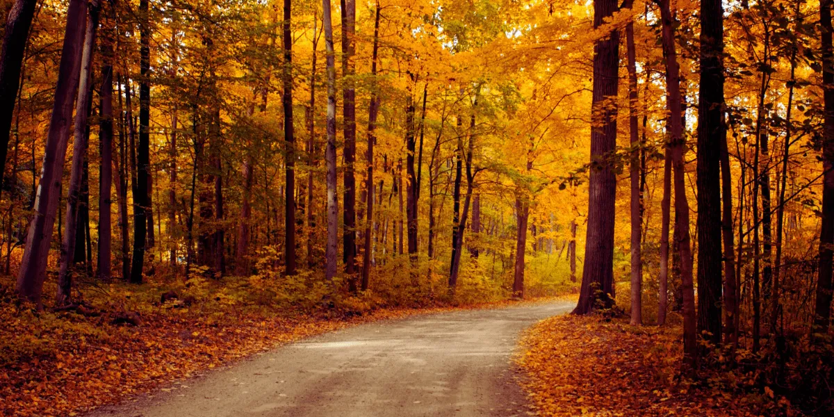 A car driving along an autumn road lined with golden trees